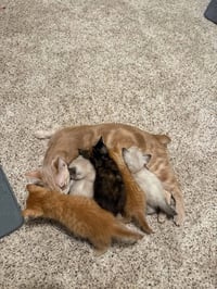 Luxury Kitties : Mercedes - Photo 2