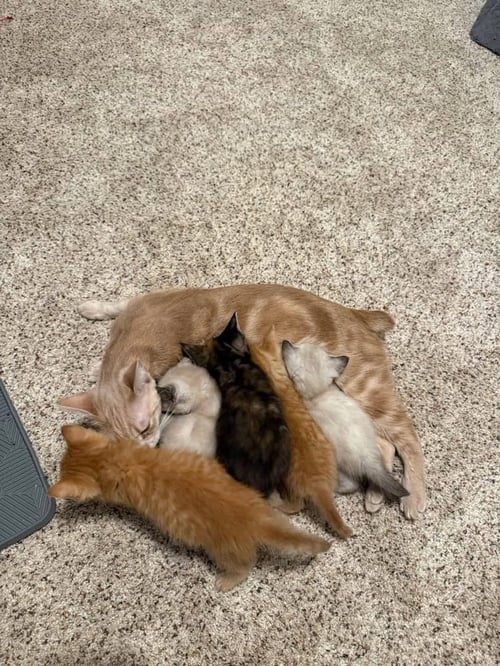 LUXURY KITTIES : MERCEDES - Domestic Short Hair / Domestic Short Hair available for adoption