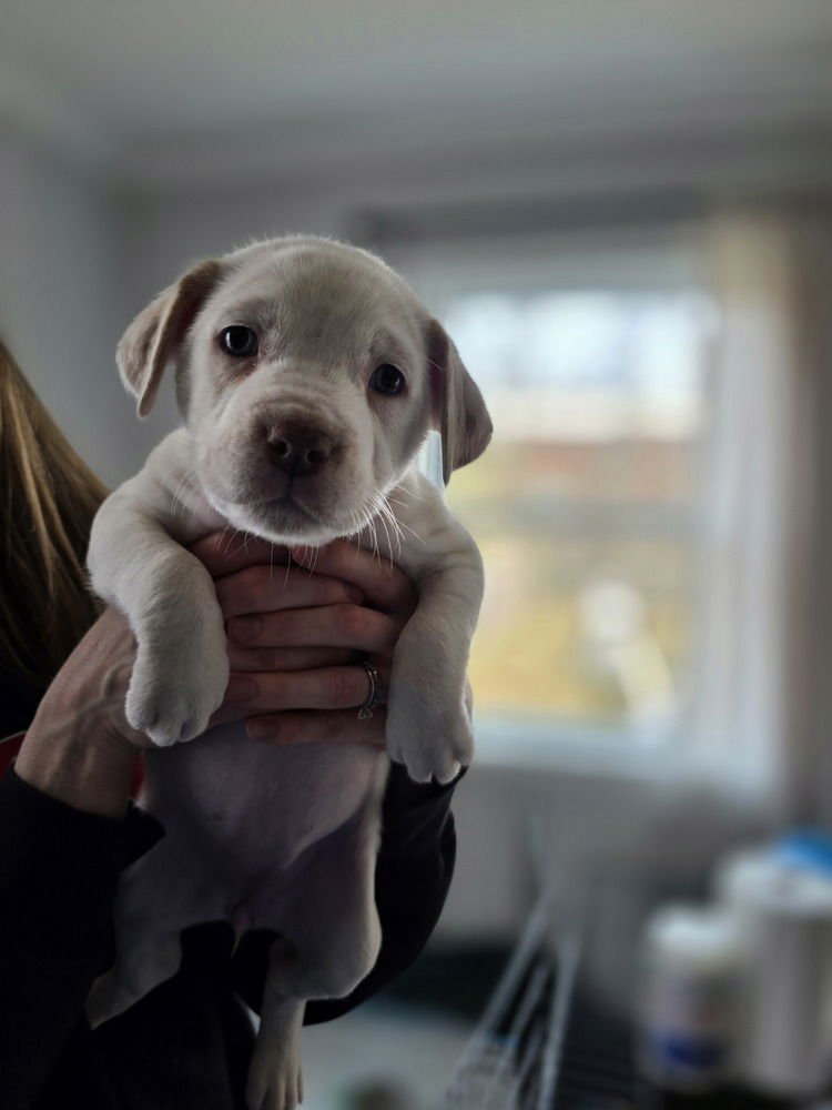 LADYBIRDS : PRINCESS - Catahoula Leopard Dog / Australian Shepherd available for adoption