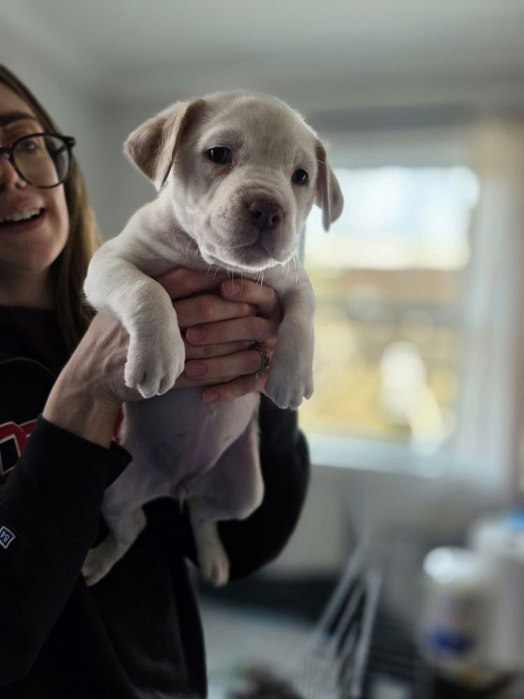 LADYBIRDS : PRINCESS - Catahoula Leopard Dog / Australian Shepherd available for adoption