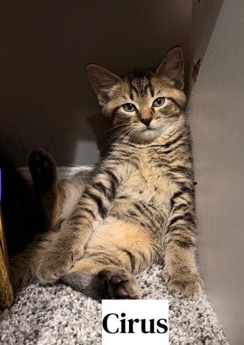 GREEK BOYS : CIRUS - Domestic Short Hair available for adoption