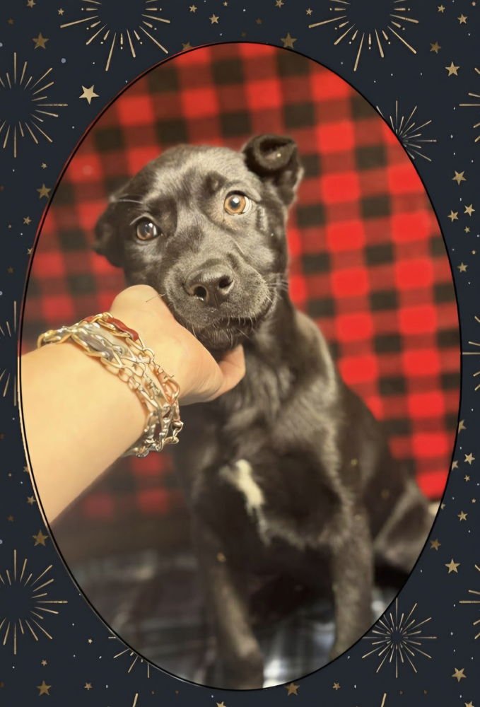 C BROS : CRICKET - German Shepherd Dog / Labrador Retriever available for adoption