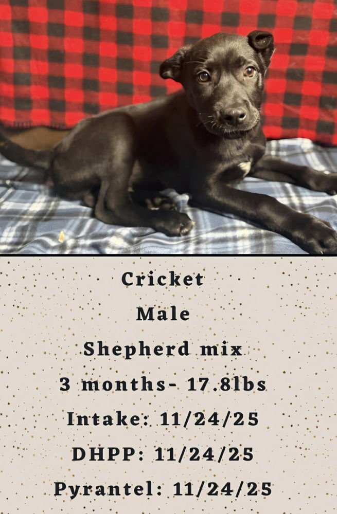 C BROS : CRICKET - German Shepherd Dog / Labrador Retriever available for adoption