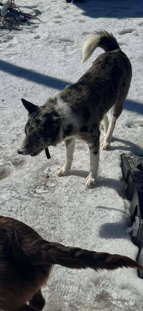 MISS BELLE - Australian Shepherd / German Shepherd Dog available for adoption