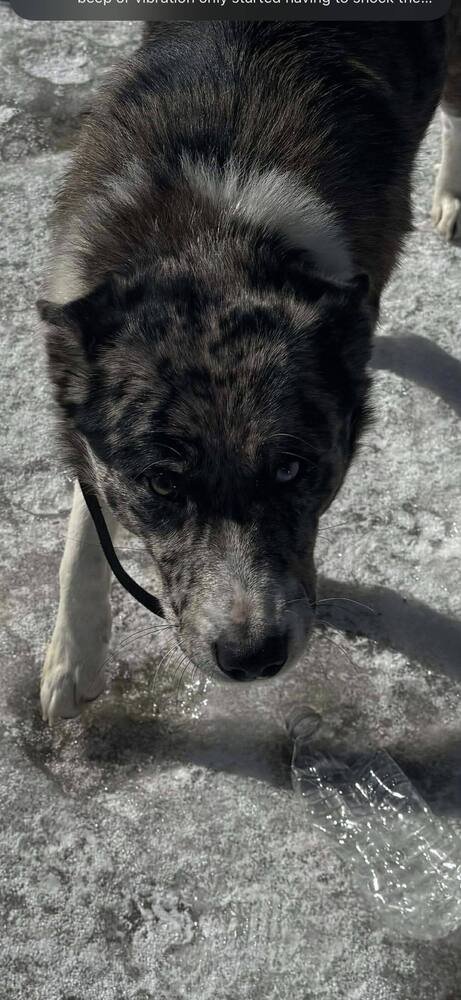 MISS BELLE - Australian Shepherd / German Shepherd Dog available for adoption