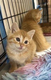 Newby Cats : Lawrence - Photo 1