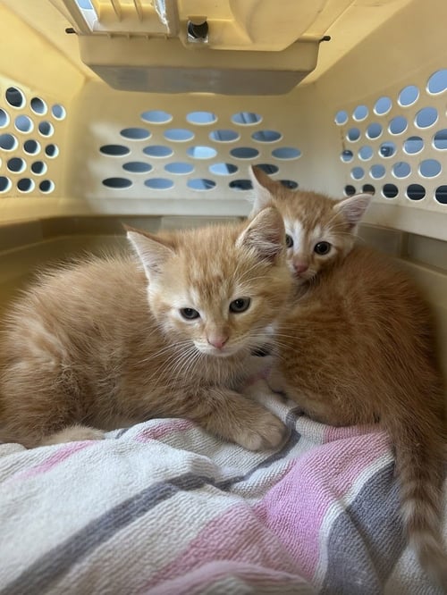 NEWBY CATS : LAWRENCE - Domestic Short Hair available for adoption