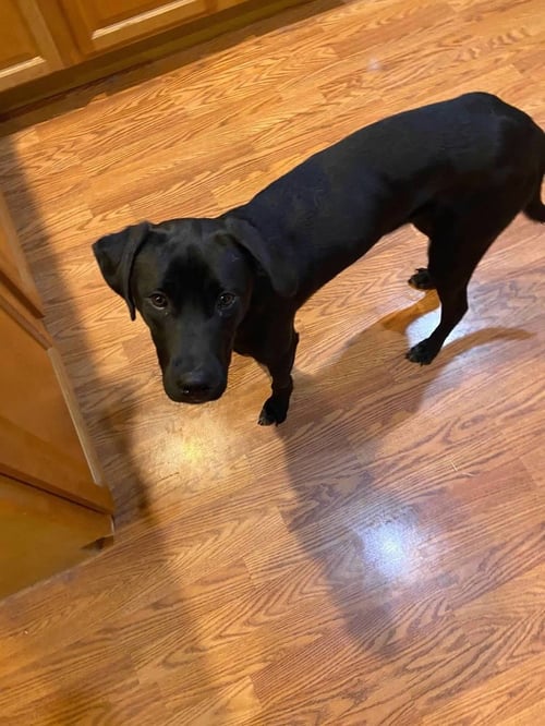 BREAKING BAD : JESSE (ASH) - Labrador Retriever available for adoption