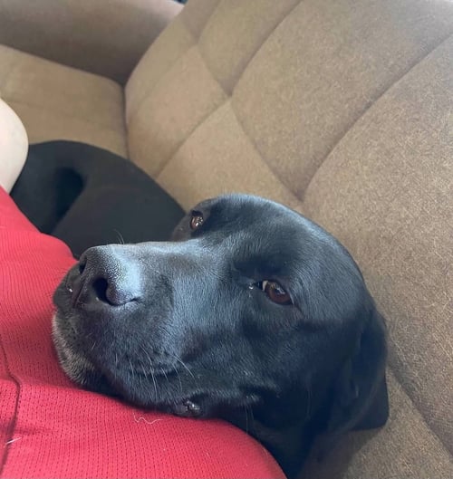 BREAKING BAD : JESSE (ASH) - Labrador Retriever available for adoption