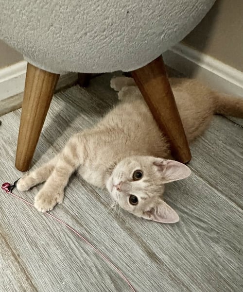 FAMOUS BLONDES : LEDGER - Extra-Toes Cat (Hemingway Polydactyl) / Extra-Toes Cat (Hemingway Polydactyl) available for adoption