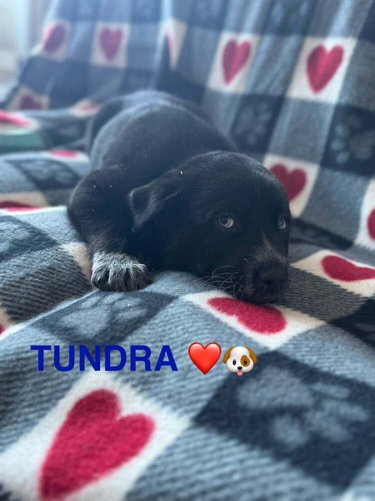 NATURE DAWGS : TUNDRA - Alaskan Malamute / Australian Cattle Dog/Blue Heeler available for adoption