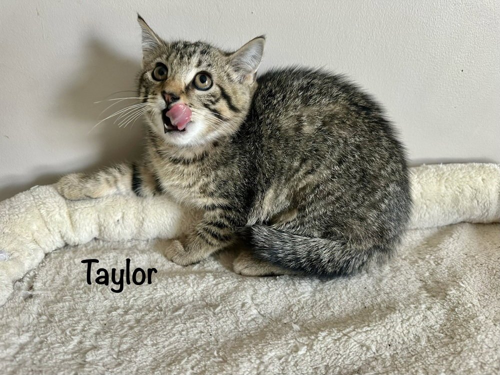 Singer Kitties : Taylor Image