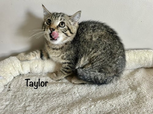 SINGER KITTIES : TAYLOR - Domestic Short Hair available for adoption