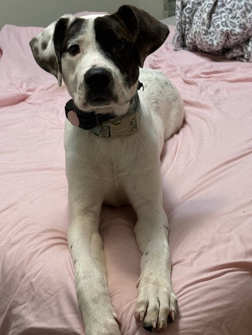 MARION BS : BOOKER (BANJO) - Pit Bull Terrier / Great Pyrenees available for adoption