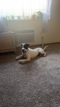 Marion Bs : Booker (Banjo) - Photo 2