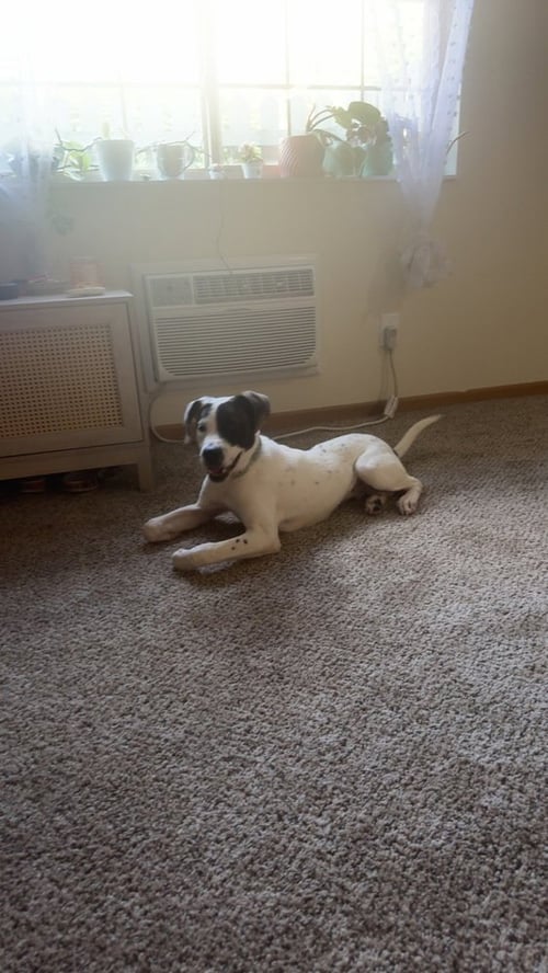 MARION BS : BOOKER (BANJO) - Pit Bull Terrier / Great Pyrenees available for adoption