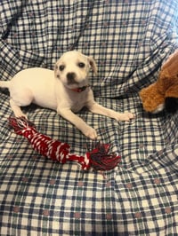 Piggy Pups : Amy Swinehouse - Photo 1