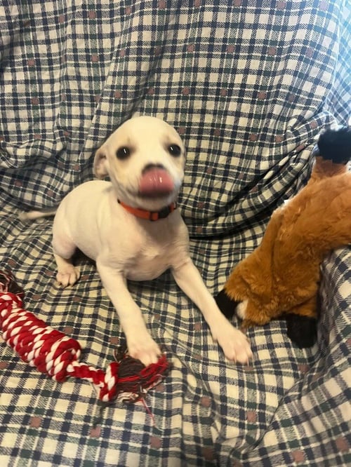 PIGGY PUPS : AMY SWINEHOUSE - Jack Russell Terrier / Terrier available for adoption