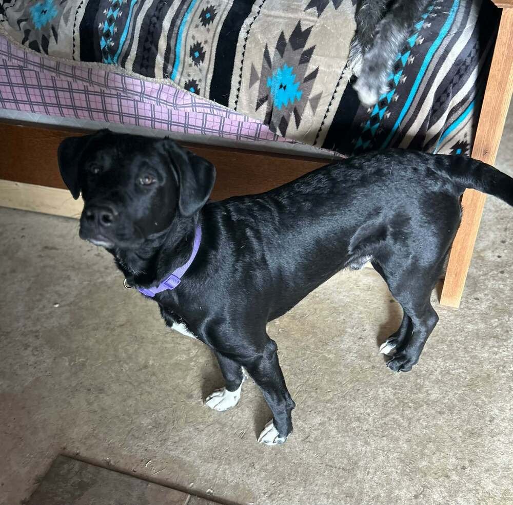 COUNTDOWN : MEACHUM - Labrador Retriever / Labrador Retriever available for adoption