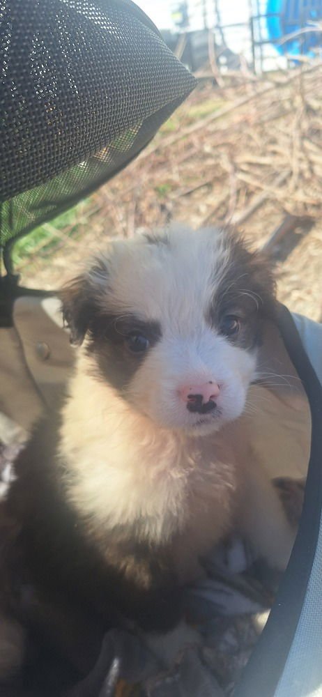 CINDERELLA CRITTERS : GUS - Shih Tzu / Havanese available for adoption