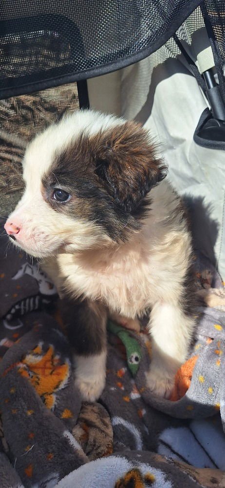 CINDERELLA CRITTERS : GUS - Shih Tzu / Havanese available for adoption