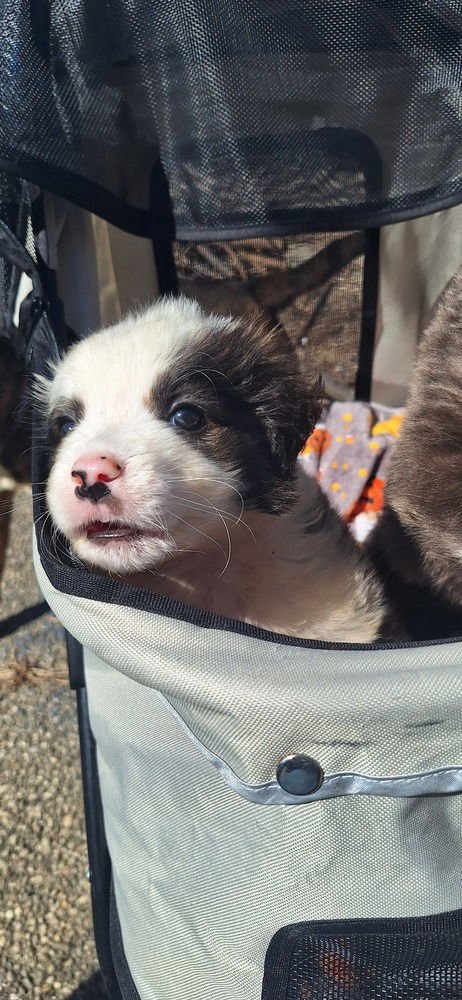 Cinderella Critters : Gus - Photo 3