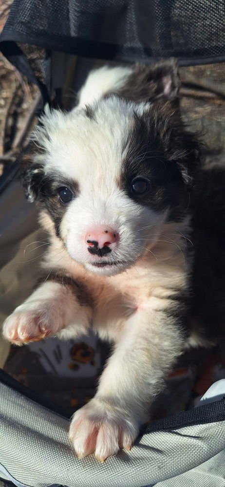 Cinderella Critters : Gus - Photo 4