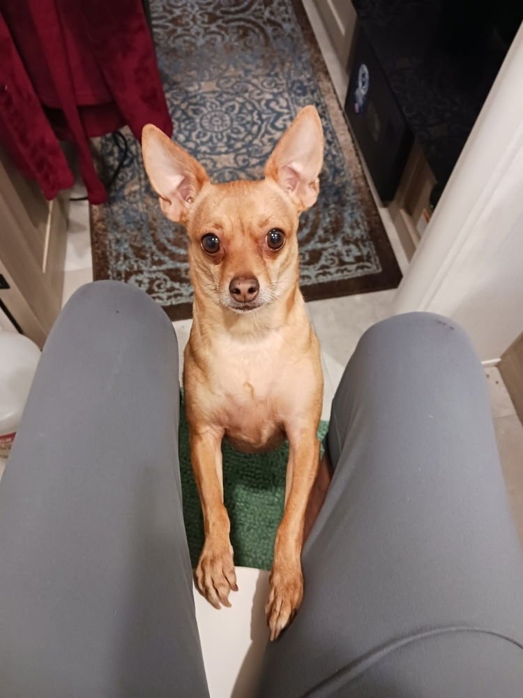 MARIO BROS : MARIO - Chihuahua available for adoption