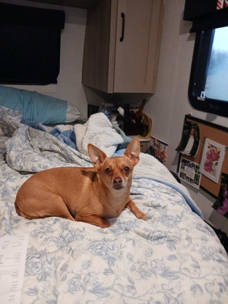 MARIO BROS : MARIO - Chihuahua available for adoption