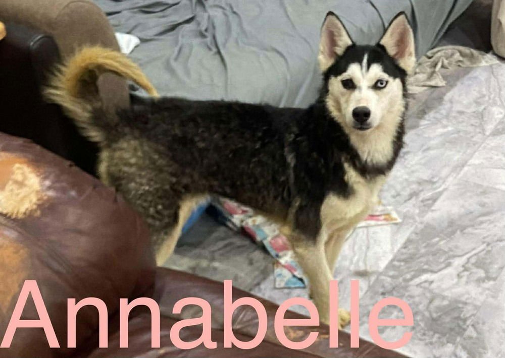 SEVEN KINGDOMS : TANSELLE (ANNABELLE) - Husky / German Shepherd Dog available for adoption