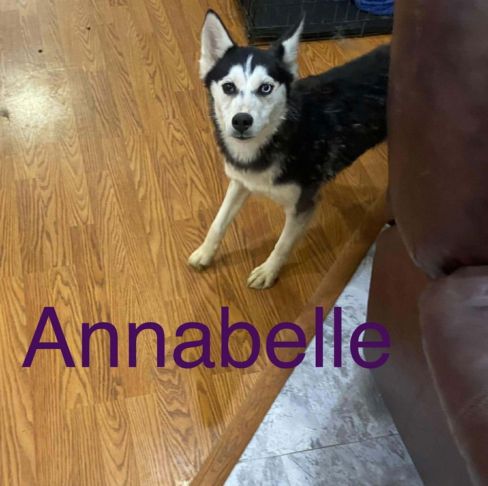 SEVEN KINGDOMS : TANSELLE (ANNABELLE) - Husky / German Shepherd Dog available for adoption