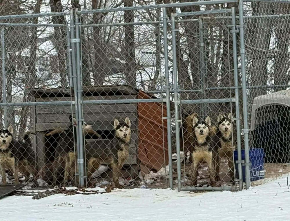 Seven Kingdoms : Tanselle (Annabelle) - Photo 4