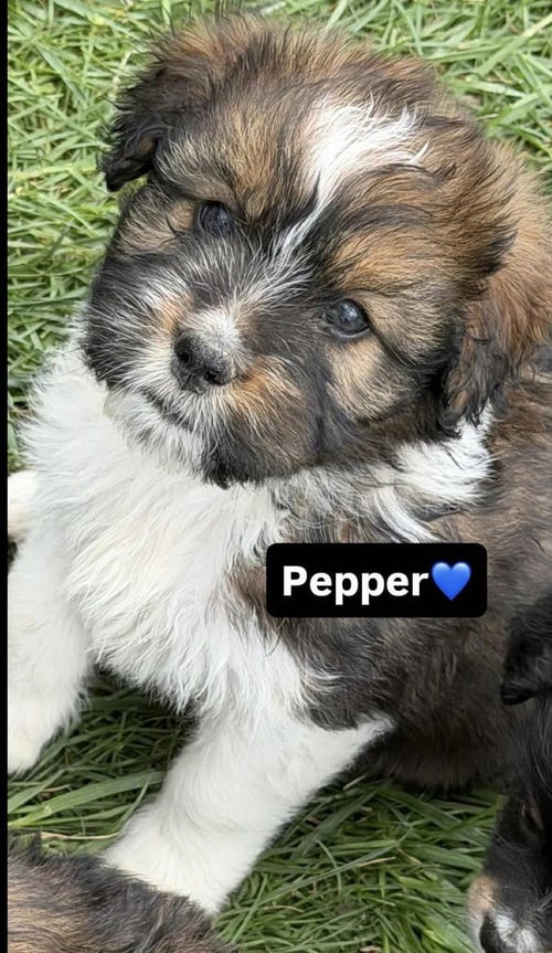 CONDIMENTS : PEPPER - Australian Shepherd available for adoption