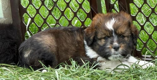 CONDIMENTS : PEPPER - Australian Shepherd available for adoption