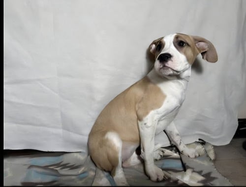 FLOYD DAWGS : JUNO - Shepherd / Pit Bull Terrier available for adoption