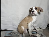 Floyd Dawgs : Juno - Photo 4