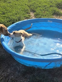 Floyd Dawgs : Juno - Photo 2