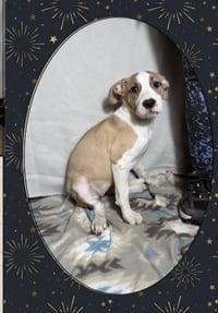 Floyd Dawgs : Juno - Photo 3