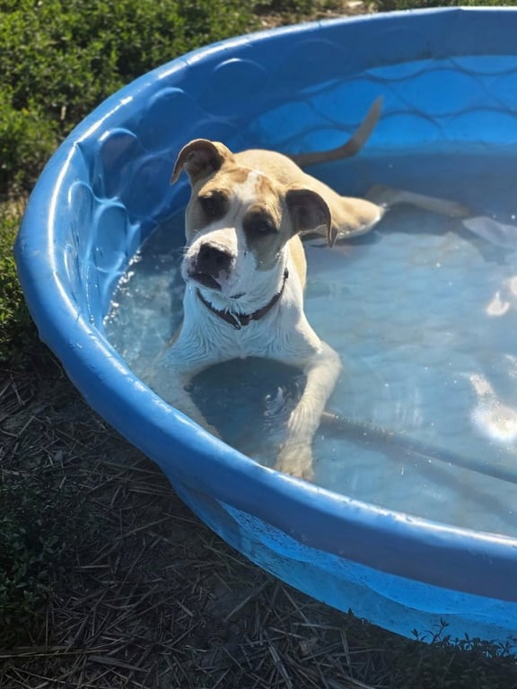 Floyd Dawgs : Juno Image