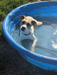 Floyd Dawgs : Juno - Photo 1