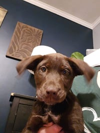 Choco Chings : Dean - Photo 1