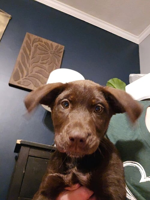 CHOCO CHINGS : DEAN - Labrador Retriever available for adoption