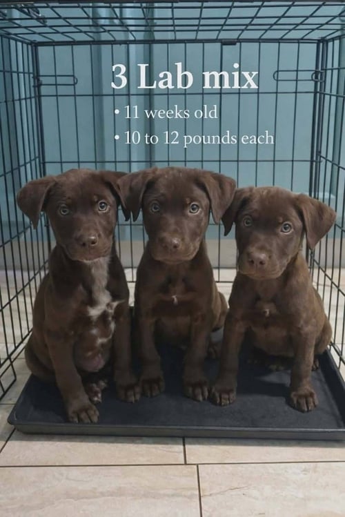 CHOCO CHINGS : DEAN - Labrador Retriever available for adoption