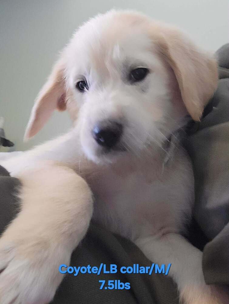 LOONEY TUNES : COYOTE - Great Pyrenees available for adoption