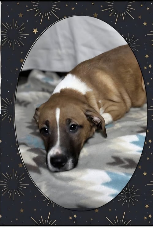 FLOYD DAWGS : HANZO - Shepherd / Pit Bull Terrier available for adoption