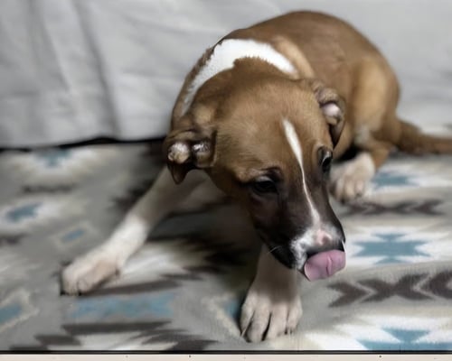 FLOYD DAWGS : HANZO - Shepherd / Pit Bull Terrier available for adoption