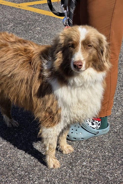 MISS PENNY - Australian Shepherd available for adoption