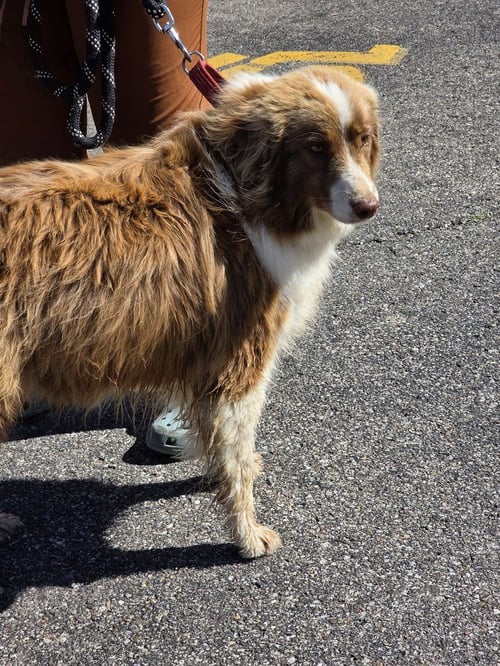 MISS PENNY - Australian Shepherd available for adoption