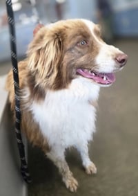 Miss Penny - Photo 3