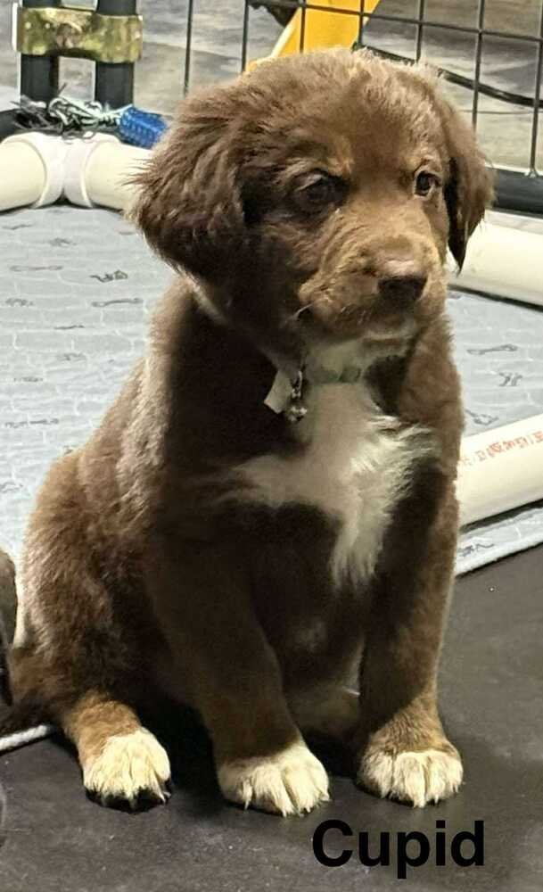 PUPPY LOVE : CUPID - Australian Shepherd / Rottweiler available for adoption